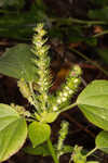 Cuban copperleaf